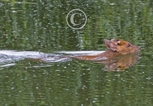 Muntjac Deer Swimming  DM0661